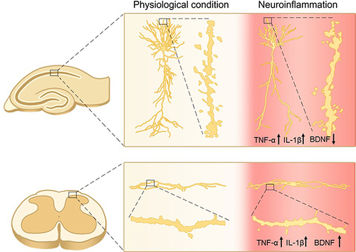 Figure 6 The opposite effect of spared nerve injury of the sciatic nerve on excitatory synaptic connectivity in hippocampus and spinal dorsal horn. The dendrite lengths and spine densities are reduced in hippocampal CA1 pyramidal neurons but increased in spinal projection neurons in SNI rats. The morphological changes are paralleled with upregulation of TNF-α and IL-1β in both hippocampus and spinal dorsal horn. Meanwhile, BDNF that is critical for synapse formation is downregulated in hippocampus and upregulated in spinal dorsal horn. These opposite changes in synaptic connectivity and BDNF expression are blocked by either deletion of TNFR1 or conditioned deletion of microglia, and are mimicked by TNF-α in cultured hippocampal and spinal cord slices. The data suggest that the differential regulation of BDNF by inflammatory cytokines may contribute to the opposite morphological changes in hippocampus and spinal dorsal horn. Adapted with permission from Liu Y, Zhou LJ, Wang J, et al.TNF-alpha differentially regulates synaptic plasticity in the hippocampus and spinal cord by microglia-dependent mechanisms after peripheral nerve injury. J Neurosci. 2017;37(4):871–881.Citation25