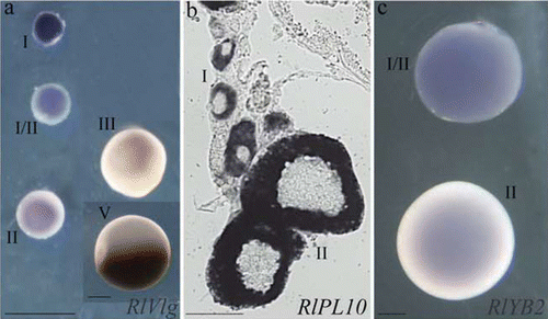 Figure 2 Expression profile ofRlVlg (a), RlPL10 (b) and RlYB2 (c) during oogenesis of R. ridibunda (a), R. lessonae (b), and R. esculenta (c), by using whole‐mount (a, c) and on section (b) in situ hybridisations. Oocyte stages are indicated. Scale bars: 100 µm.