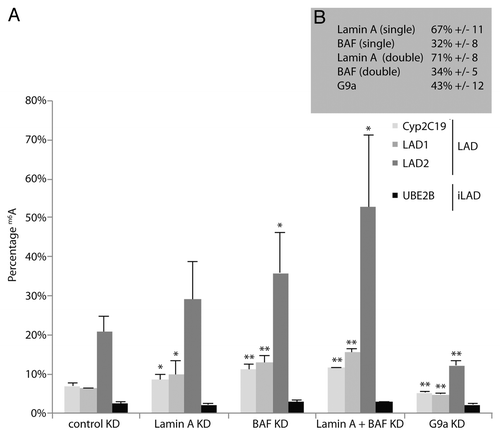 Figure 3. Lamin A and BAF compete with Lamin B1 for LAD binding. (A) m6A accumulation by Dam-LaminB1 at three LADs (Cyp2C19, LAD1, and LAD2) and one inter-LAD region (UBE2B) after siRNA knockdowns (KD) as indicated. Error bars indicate standard deviations (n = 4). *P < 0.05, **P < 0.01 according to a paired t test. (B) Estimated knockdown efficiencies, expressed as residual mRNA levels compared with control. Note the significant effect of Lamin A KD on Lamin B1 interactions with two LADs (A), despite the rather mild knockdown of Lamin A (mRNA level reduced to 67% of control).