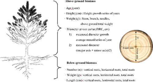 Figure 1. Schematic picture of the traits that were measured for the above- and below-ground biomass.