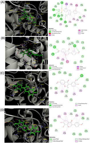 Figure 2. Three-dimensional (3D) and two-dimensional (2D) schematic diagrams of the docking poses of celecoxib (A), daidzein (B), 734THIF (C), and 784THIF (D) within the COX-2 active site (PDB code 3LN1). Green structures in the 3D plot: the analysed compounds.