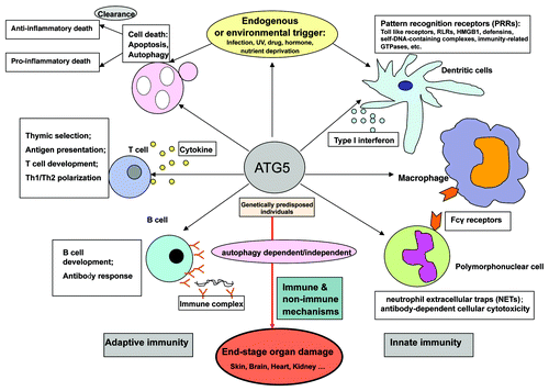 Figure 3. The possible role of ATG5 in systemic lupus erythematosus (SLE). An overview of the many possible mechanisms by which ATG5 gene polymorphisms may contribute to the pathogenesis of a type of autoimmune disease.