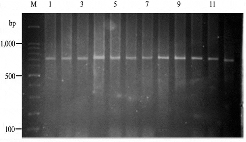 Figure 2. The 710 bp PCR product using COI primer of M. lanchesteri (100 bp DNA ladder, lane1–11 = M. lanchesteri, lane 12 = M. rosenbergii (out group)).