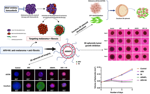 Figure 6 The preparation route and anti-tumor response of BRD4-targeting PROTACs (ARV) and an anti-fibrotic agent (nintedanib) co-loaded liposome.