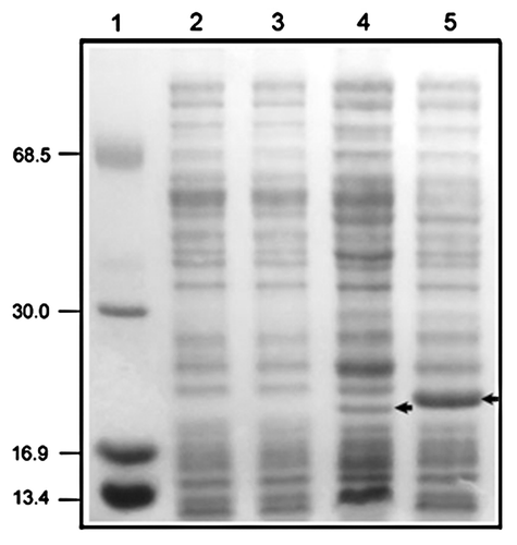 Figure 1. Detection of recombinant CerpurnsHb and PhypatnsHb synthesized by E. coli Tuner(DE3)pLacI. Aliquots (~30 μg of total protein) were separated by SDS-PAGE in a 15% gel. Line 1, molecular mass markers; lines 2 and 3, soluble extract of the untransformed E. coli Tuner(DE3)pLacI; line 4, soluble extract of the E. coli Tuner(DE3)pLacI transformed with the pET28b::CerpurnsHb construct; line 5, soluble extract of the E. coli Tuner(DE3)pLacI transformed with the pET28b::PhypatnsHb construct. Arrows indicate the recombinant CerpurnsHb and PhypatnsHb. Markers are shown in kD.
