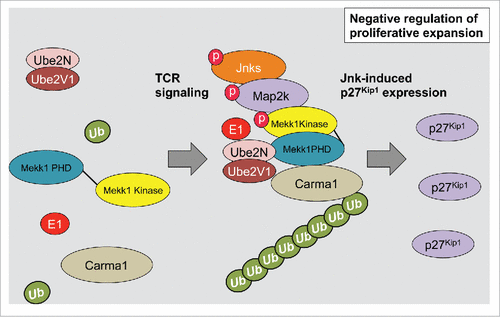 Figure 3. Schematic illustrating Mekk1 signaling and the regulation of Cdkn1b expression in T cells. Following antigen receptor engagement Mekk1 signaling activates the Jnk Mapk pathway to regulate Cdkn1b transcription. p27KipCitation1 negatively regulates T cell proliferative expansion.