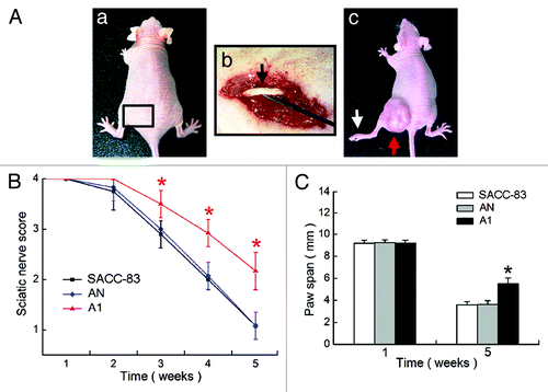 Figure 5. Effects of EMMPRIN silencing on tumor perineural invasion (PNI) in vivo. (A) The in vivo PNI models were established in 12 mice of each group. (a) The operating area on the nude mice; (b) tumor cells were microscopically injected onto the perineurium of the sciatic nerve (black arrow); (c) tumor cells (red arrow) grew around the left sciatic nerve and caused complete left hind limb paralysis (white arrow). (B) Sciatic nerve score analysis. (C) Paw span analysis. *p < 0.01.