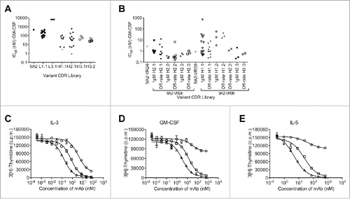 Figure 3. Affinity maturation of 9A2 results in mAbs with improved potency against IL-3, GM-CSF and IL-5. (A) For the first round of affinity maturation 6 different CDR libraries were subjected to 5 rounds of selection in solution with immobilized βc-Fc protein, where the concentration was sequentially reduced with each round. Affinity-matured phage were isolated and unique variants were re-formatted into full length IgG4 antibodies. Variants 9A2-VR24 (▾) and 9A2-VR39 (♦) were selected for the second round of affinity maturation. (B) Affinity-matured phage were isolated and unique variants re-formatted into full length IgG4 antibodies. All affinity-matured variants from each library were tested for potency against GM-CSF in TF-1 proliferation assays and individual IC50 values plotted. 9A2-VR-24.29/CSL311 (▴). TF-1 cells were starved of growth factor for 18 h and then treated with test antibodies 9A2 (○), 9A2-VR24 (□) and 9A2-VR24.29/CSL311 (Δ)) for 30 min prior to the addition of cytokines. (C) IL-3. (D) GM-CSF. (E) IL-5. Cells were incubated at 37°C for 72 h and pulsed with 3[H]-thymidine for the final 6 h then harvested onto glass filters and read on a β-counter. Histograms show mean and standard error of technical replicates. Experiments were repeated at least 3 times. Representative experiments are shown.