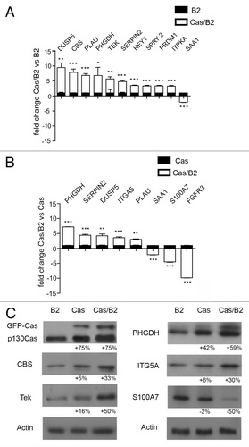 Figure 2. Whole-genome microarray analysis validation. Gene validation of microarray data by qRT-PCR performed in triplicate on three different RNA preparations from Cas/B2 vs. B2 acini (A) and from Cas/B2 vs. Cas acini (B). Microarray analysis and qRT-PCR fold changes are shown for each validated gene as average values. Bars represent ± standard deviations. The 18S housekeeping gene was used as an internal control to normalize the data (A and B). (C) Total protein cell extracts from B2, Cas and Cas/B2 acini grown in 3D were probed with the antibodies against the indicated proteins. Actin is provided as loading control. Protein modulations were calculated relative to B2 levels, normalized on actin loading controls and expressed as percentages.