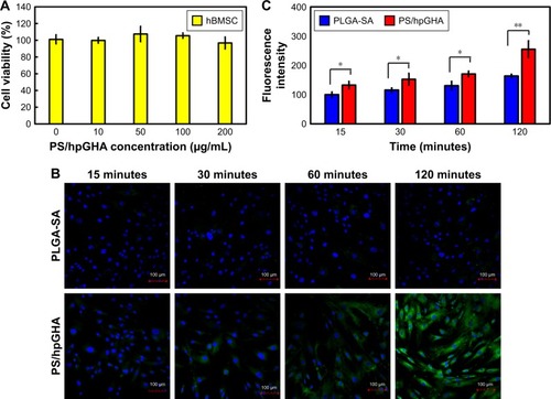 Figure 8 In vitro study of hBMSCs treated with PS/hpGHA NPs.Notes: (A) Cell viability of hBMSCs treated with PS/hpGHA NPs at concentrations of 10, 50, 100, and 200 µg/mL after 24 hours. (B) Confocal images of PLGA-SA or PS/hpGHA NPs in hBMSCs at 15, 30, 60, and 120 minutes confirmed cellular uptake (blue = DAPI, green = FITC-labeled PLGA-SA or PS/hpGHA NPs). (C) Fluorescence intensity was quantified by analyzing images in (B) (*P<0.05, **P<0.01).Abbreviations: hBMSC, human bone marrow mesenchymal stem cells; NP, nanoparticle; PLGA, poly (lactide-co-glycolide); PS, poly (lactide-co-glycolide)-stearylamine; SA, stearylamine.