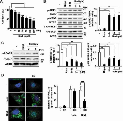 Figure 2. Sert induces autophagy by affecting the AMPK-MTOR-RPS6KB1 signaling axis. (A) ATP levels in HUVECs were measured using an ATPlite luminescence assay system. ATP levels decreased following treatment with Sert (5 μM) for 6 h. Values are means ± SEM; n = 4. **p < 0.01, ***p < 0.001. (B) Western blot analysis of the levels of p-AMPK, AMPK, p-MTOR, MTOR, p-RPS6KB1, and RPS6KB1 in cells after each compound treatment for 30 min. Quantification of data is shown in (B) from three independent experiments. Values are means ± SEM. *p < 0.05, **p < 0.01, ***p < 0.001. (C) Western blot analysis of the levels of p-ACACA, ACACA, and ACTB in cells after each compound treatment for 30 min. (D) The cells were co-treated with CC (10 μM) 1 h prior to Sert (5 μM) or Rapa (10 μM). And then, the cells were harvested, followed by treatment with MAP1LC3B (green) antibody for 1 h. Nuclei were stained with DAPI. Scale bar: 10 μm. Quantification of data is shown in (D). Values are means ± SEM; n > 20 cells. ***p < 0.001; scale bar: 10 μm