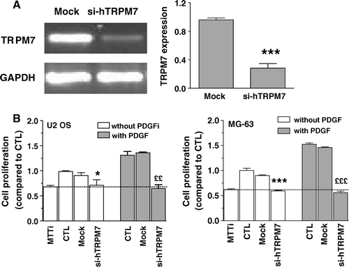 Figure 8.  Effect of reducing TRPM7 expression on the proliferation of osteoblasts. Cells were transfected with specific siRNAs against human TRPM7 (si-hTRPM7) or with nontargeting control siRNA (Mock). (A) The expression of human TRPM7 in U2 OS cells was determined after 48 h by RT-PCR and normalized according to the expression of GAPDH for three independent experiments. Student's t-test: ***p < 0.001 compared to Mock. (B) Cell proliferation was determined after 48 h for control cells in the culture medium alone (CTL) or for cells following 48-h transfection with nontargeting control siRNA (Mock) or with si-hTRPM7 in the absence or the presence of 25 ng/ml PDGF. Results of initial MTT values (absorbance values from cells at the initial day of treatment) are also shown. Data are expressed as the mean ± SEM of the cell proliferation compared to CTL of three independent experiments. Student's t-test analysis for U2 OS cells: *p < 0.05 compared to Mock condition, ££p < 0.001 compared to Mock condition with PDGF; MG-63 cells: ***p < 0.001 compared to Mock condition, £££p < 0.001 compared to Mock condition with PDGF.