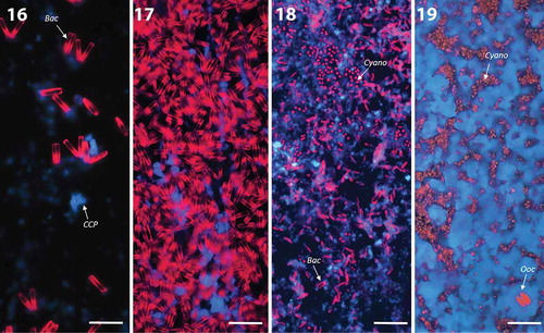 Figs 16–19. Composite three-colour CLSM images of glass slides of the growth experiment in spring at site C showing autofluorescence of photosynthetic microorganisms and polarised CCP under 405 nm. Scale bar: 50 µm. Abbreviations: Ooc, Oocardium stratum; Cyano, cyanobacteria; Bac, diatoms.Fig. 16. First diatoms (red) and first single calcium carbonate crystals (blue) are visible after 3 weeks (mean thickness of biofilm: 55 µm, range: 20–85 µm).Fig. 17. Diatom mat developed after 5 weeks (mean thickness of biofilm: 70 µm, range: 15–150 µm).Fig. 18. Diatom mats collapsed after 12 weeks, followed by rising of cyanobacterial colonies and formation of fine carbonate layer (blue).Fig. 19. Same slide but other spot: The base of the biofilm consisted of a homogenous cyanobacterial mat. First single cells of O. stratum occurred on more homogenous CCP layer (mean thickness of biofilm: 155 µm, range: 15–210 µm).