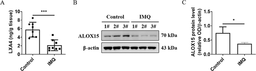 Figure 1 The expression levels of LXA4 and ALOX15 were reduced in IMQ-induced psoriasis-like mouse skin lesions. (A) LXA4 protein level was evaluated by ELISA in skin tissue. (B) ALOX15 protein level was detected by Western blot in each candidate mouse skin tissue. 1#, 2#, 3# was mouse number, and β-actin was used as normalization control. (C) Relative band intensity of picture (B) was detected by grey scanning of Image J software. All data were conducted three independent experiments, and the representative results are shown. Mean ± SD, *p<0.05, ***p<0.001, compared with the mice in the IMQ group.