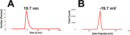 Figure 8 Hydrodynamic diameter (nm, (A)) and zeta potential (mV, (B)) of Nos@AgNPs synthesized by Nostoc muscorum Lukesova 2/91.