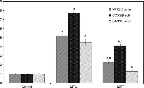 Figure 2 Effect of metformin on NF-κB, COX-2, CAS 3 mRNA expression in rat renal cortex with quantification of RT-PCR product.Notes: Data are given as mean ±SE. aP <0.05 vs control group. bP <0.05 vs MTX group.Abbreviations: NF-κB, nuclear factor kappa-light-chain-enhancer of activated B cells; COX-2, cyclooxygenase-2; CAS 3, caspase 3; MTX, methotrexate; MET, metformin.