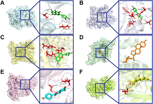 Figure 4 Representative docking pattern between six core targets and their optimal binding active compounds. (A) AKT1 and quercetin; (B) STAT3 and quercetin; (C) IL-6 and β-sitosterol; (D) PTEN and dexamethasone; (E) PIK3R1 and quercetin; (F) JAK2 and kaempferol.