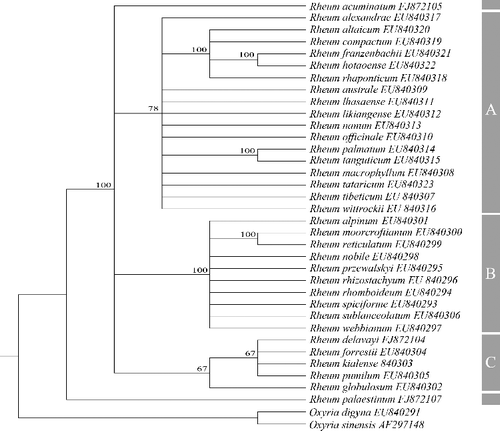 Figure 1. Strict consensus tree from maximum-parsimony (MP) analysis based on rbcL sequences.