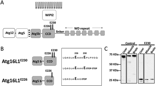 Figure 1. Generation of mice lacking the WD and linker domains of ATG16L1. (A) Domain structure of ATG16L1. The N-terminal ATG5 binding domain (ATG5 b) binds the ATG12–ATG5 conjugate. The coiled-coil domain (CCD) binds WIPI2 through glutamates E226 and E230. A linker domain separates the CCD from the 7 WD repeats of the WD domain. (B) Sites of stop codons. atg16l1E230; 2 stop codons were inserted into exon 6 immediately after glutamate E230 to preserve binding sites for WIPI2, but prevent translation of the linker and WD domain. atg16l1E226; an unexpected recombination inserted a glycine residue at position 228. (C) Tissue lysates were separated by SDS-PAGE and transferred to nitrocellulose membranes. Separate membranes sections were analyzed by western blot using antibody specific for ATG16L1.