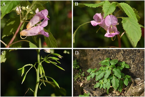 Figure 1. Impatiens huangyanensis Jin and Ding Citation2002. (A) Flower lateral view; (B) flower front view; (C) fruits; (D) natural habitat of I. huangyanensis. All the photos were taken by Ming Jiang.