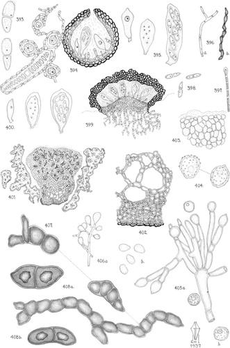 Fig. 3. Gladys Baker’s drawings of Antarctic lichens from CitationDodge and Baker (1938). The original plates are in the Farlow Reference Library of Cryptogamic Botany, Harvard Univ., Cambridge, Massachusetts. Used by permission.