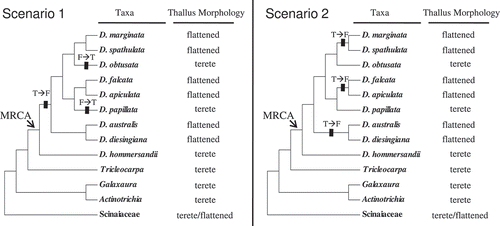 Figs 5. Two competing most-parsimonious speculative evolutionary progressions of thallus morphology in Dichotomaria. Rectangular lines on the branch indicate the transition events between the terete and flattened thallus morphology over the evolution of Dichotomaria. Abbreviation: T, the terete form; F, the flattened form.