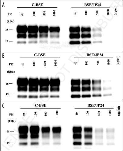 Figure 4 Relative PK resistance of PrPSc in prion affected cattle and TgBoPrP mice. (A) PK resistance of PrPSc in the cattle brain of C-BSE and BSE/JP24. (B) PK resistance of PrPSc of TgBoPrP mice inoculated with C-BSE and BSE/JP24 prions. (C) PK resistance of PrPSc from the subsequent passage of C-BSE and BSE/JP24 prion to TgBoPrP mice. The PrPSc concentration of sample was adjusted by the signal intensity of western blotting. The samples were treated with PK of various concentration (40–1,000 µg/ml) at 37°C for 1 h. Data shown represent one of three experiments demonstrating similar trends. PrPSc was detected with mAb 6H4. Molecular markers are shown on the left (kDa).