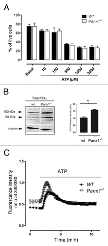 Figure 11. Conventional Panx1−/− CD4 positive T cells are not resistant to ATP-induced death and show enhanced rise in [Ca2+]i after stimulation with ATP. (A) Histograms showing the comparison of CD4 T cells from wild-type (black bars) and Panx1−/− (white bars) mice treated with different concentrations of ATP. Each value represents the average percentage of live cells ± SEM (B) P2X7R subunit level in total lymph node homogenates of wild-type and Panx1−/− mice. α-tubulin was used as a loading control (bottom). On the right, a graph shows densitometric analysis of P2X7R subunit detected in immunoblots (n = 4). Each bar represents mean + SEM. Differences were evaluated using a nonparametric t test *P < 0.05. (C) Comparison of calcium signals (340/360) promoted by ATP (500 μM) in Fura-2 loaded T cells of wild-type (WT) and Panx1 Panx1−/− mice.