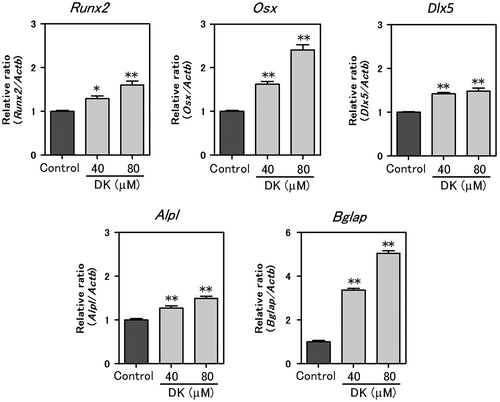 Fig. 4. Effect of DK on osteoblast-related genes in MC3T3-E1 cells.