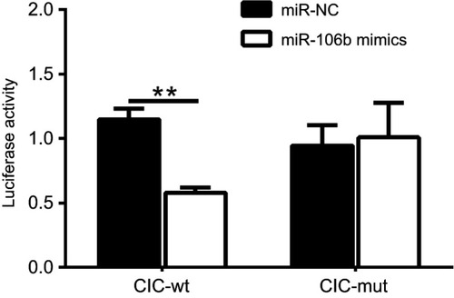 Figure 5 miR-106b directly targets the 3ʹ-UTR of CIC in renal carcinoma cancer. Notes: Luciferase activity of 786-O cells transfected with plasmids carrying a wild-type or mutant 3ʹ-UTR of CIC, in response to miR-106b mimics or miR-NC. **P<0.01, vs miR-NC group.Abbreviations: CIC, capicua homology protein; NC, negative control.