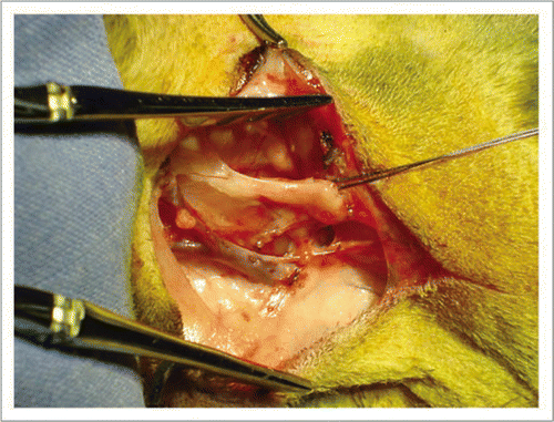 Figure 5 The rabbit was used as an animal model. Xenograft implantation was performed in the cervical region with vascular attachment to the carotid artery and the jugular vein.