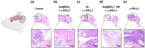 Figure 8 Hematoxylin and eosin (H&E) staining of whole brain sagittal sections obtained from mice receiving different treatments.