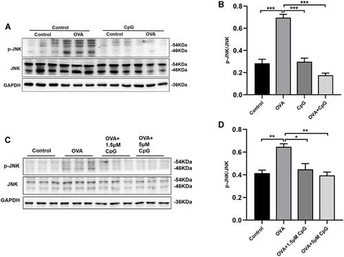 Figure 3 The effect of CpG-ODN on OVA-induced p-JNK expression. (A) Representative blots showing the expression of p-JNK and JNK in mice from control, OVA, CpG-ODN and OVA + CpG-ODN group. (C) Representative blots showing the expression of p-JNK and JNK in RAW264.7 cells from control, OVA, OVA + 1.5μM CpG-ODN and OVA + 5μM CpG-ODN group. (B and D) Quantification of the expression of p-JNK and JNK as referencing to GAPDH in mice and RAW264.7 cells. Data were expressed as mean ± SEM of six mice per group or three experiments for RAW264.7 cells. *p < 0.05, **p < 0.01, ***p < 0.001.