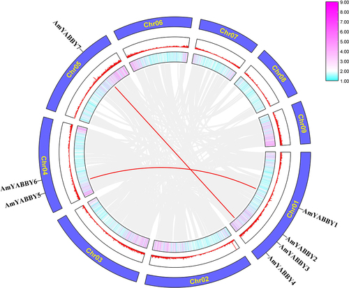 Figure 1. Chromosome distribution and fragment-replication event analysis of the AmYABBY gene family. Red-line generations indicate tandem duplication relationships between AmYABBY genes. The two outer circles represent gene density information: pink indicates high gene density, while blue indicates low gene density.