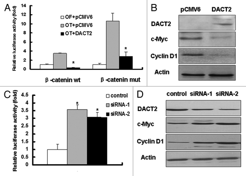 Figure 5. DACT2 is a Wnt signaling inhibitor. (A) The transcriptional activity of TCF-4 was inhibited by DACT2. Left panel: DACT2 was co-transfected with wt β-catenin and OT into HepG2 cells. Right panel: DACT2 was co-transfected with mut β-catenin and OT into HepG2 cells. OF acted as a negative control reporter and its transcriptional activity was defined as 1. *p < 0.05. (B) Expression of c-Myc and cyclin D1 was analyzed by western blot in DACT2-expressing or -not expressing HepG2 cells. Actin was used as an internal control. (C) The transcriptional activity of TCF-4 was increased after two individual siRNAs targeting DACT2 vectors were transfected into PLC/PRF/5 cells. *p < 0.05. (D) Knockdown of DACT2 increases the expression of c-Myc and cyclin D1 in PLC/PRF/5 cells. Actin was used as internal reference.