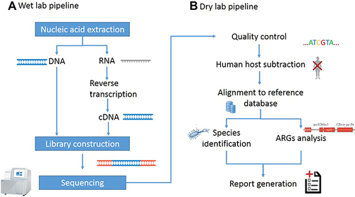 Figure 2 Schematic of metagenomic next-generation sequencing and analysis. (A) The wet lab pipeline including nucleic acid extraction, library construction and sequencing. (B) Dry lab pipeline including quality control, human host subtraction, alignment to reference database and report generation.