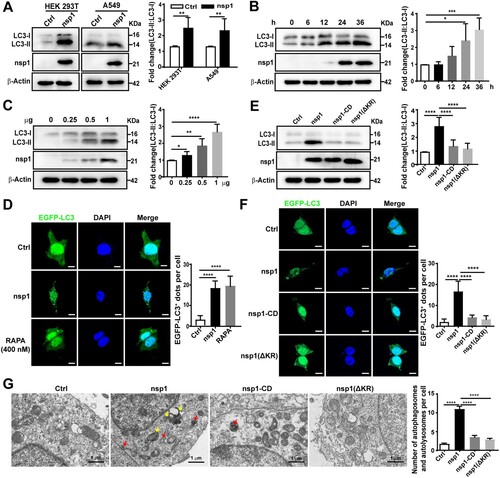 Figure 1. nsp1 promotes the accumulation of autophagosomes. (A) HEK 293 T and A549 cells were transfected with the indicated plasmids for 36 h, after which cell lysates were analyzed by immunoblotting. HEK 293T were transfected with the nsp1 plasmid for the indicated times (B) or different doses (C), and cell lysates were analyzed by immunoblotting. (D) HEK 293 T cells were co-transfected with the indicated plasmids for 36 h, after which confocal microscopy was performed to analyze the EGFP-LC3+ dots; RAPA was used to induce autophagy. (E) HEK 293 T cells were transfected with the indicated plasmids for 36 h, and cell lysates were analyzed by immunoblotting. (F) HEK 293T cells were co-transfected with the indicated plasmids for 36 h, and EGFP-LC3+ dots were analyzed by confocal microscopy. (G) HEK 293 T cells were transfected with the indicated plasmids for 36 h, the accumulation of autophagosomes and autolysosomes was analyzed via TEM. Red, autophagosomes; yellow, autolysosomes. Quantitative analysis of LC3-II:LC3-I ratios was performed with Image J software. The average value in Ctrl-transfected cells was normalized to 1 in the immunoblotting quantitative calculations. The number of EGFP-LC3+ dots in each cell was counted with Image J software, and at least twenty cells were included for each group. The scale bars are all 10 μm. Data are presented as the mean ± SEM from at least three independent experiments (*p < 0.05, **p < 0.01, ***p < 0.001, and ****p < 0.0001).