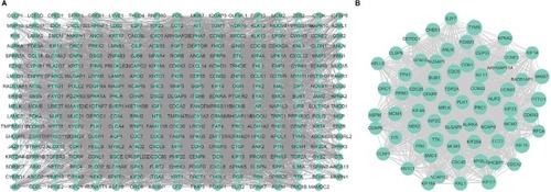 Figure 2 Cluster analysis of the PPI network.Notes: (A) Three-hundred-five DEGs were filtered into the DEGs PPI network complex that contained 305 nodes and 4,962 edges. (B) Cluster 1 consists of 65 nodes and 1,780 edges and has the highest score in those clusters.Abbreviations: DEG, differentially expressed genes; PPI, protein–protein interaction.