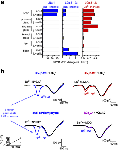 Figure 5. Sodium-permeable Cav3 T-type channel splice isoform with exon 12a expressed in the heart in lieu of LNaV1 sodium channel which does not express outside the molluscan nervous system. (A) mRNA transcript expression measured as fold change to control molluscan HPRT illustrate that LNav1 sodium channels only express in the nervous system, with a sodium-permeable LCav3 T-type channel with exon 12a expressed in the heart. (B) Voltage ramp currents of snail cardiomyocytes resemble those in HEK-293T cells co-transfected with sodium-permeable and mibefradil-sensitive low voltage-activated (LVA) currents from LCav3-12a T-type channel gene and sodium-impermeant, nifedipine-sensitive, high voltage-activated (HVA) currents from LCav1 L-type channel gene. Adapted from Fig. 6, Senatore et al. (2014) The Journal of Biological Chemistry 289:17:11952 –11,969 [Citation54].