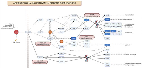 Figure 5. KEGG pathway diagram. Each rectangle in the diagram indicates a gene. The dark blue genes indicate intersecting genes. Realized indicates direct activation. Dashed lines indicate indirect activation.