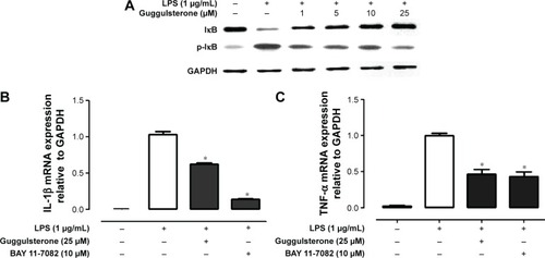 Figure 2 GS inhibited LPS-induced NF-κB pathway in Raw264.7 cells.