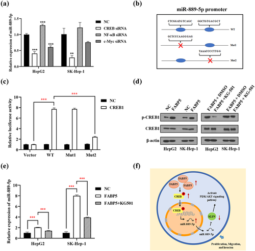 Figure 8. FABP5 inhibits the expression of miR-889-5p by regulating CREB protein phosphorylation. a, the siRNA of NF-κB, c-Myc and CREB were transiently transferred into HepG2 and SK-Hep-1 cells. The expression of miR-889-5p was detected by RT-qPCR. b, the designed mutative model of miR-889-5p promoter. c, a luciferase reporter promoter system was employed to confirm CREB bind to miR-889-5p promoter. d, the expression of total and phosphorylated CREB protein were detected by western blotting in the indicated groups. e, CREB inhibitor KG-501 reverse the effect of FABP5 overexpression on miR-889-5p expression in HCC cells. **p < .01 and ***p < .001 as compared with the vehicle control. e, the scheme of the mechanism by which FABP5 affects HCC tumorigenesis. FABP5 improves CREB protein phosphorylation to upregulate the miR-889-5p expression by CREB binding to the miR-889-5p promoter region, whereby leading to downregulation of KLF9 by miR-889-5p binding to the 3ʹ-UTR of the KLF9 mRNA, potentiating the PI3K/AKT signaling pathway and promoting the proliferation, migration, and invasion of HCC cells.