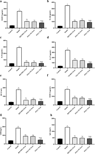 Figure 5. Overexpression of FGL1 attenuated inflammatory cytokines, specific rheumatoid markers and immunological markers expressions in RA rat model. (a) MMP-9 expression; (b) IL-1β expression; (c) IL-8 expression; (d) IL-17 expression; (e) RF expression; (f) MMP-3 expression; (g) CRP expression; (h) IgG expression. *p < 0.05 vs. Control group; #p < 0.05 vs. Model group; @p < 0.05 vs. BM-MSCs-Exos group.