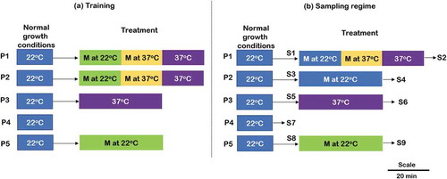 Figure 1. Schematic representation of conditioning/training and sampling. (a) Five days continues training (b) sampling seedlings on sixth day. P: plates containing Arabidopsis seedlings, P1: combined effect of music and heat stress, P2: effect of associative learning, P3: effect of heat stress alone, P4: Untreated control, P5: Effect of music alone. M: Music, S: sample for RNA extraction. Scale represents the duration of each treatment