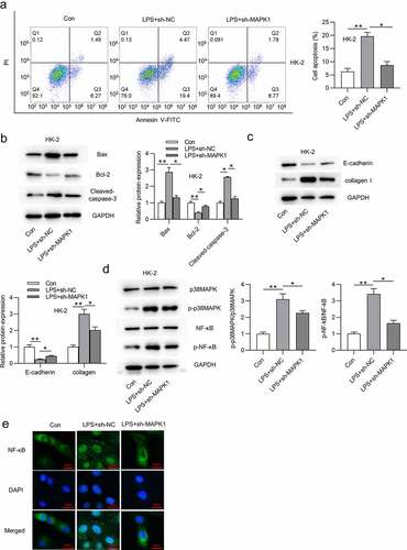 Figure 2. Silencing MAPK1 inhibits HK-2 cell apoptosis and inactivates p38/NF-κB pathway