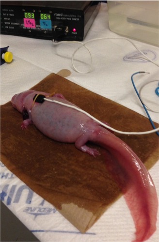 Figure 1 An axolotl in dorsal recumbency after a 20-minute immersion bath with MS222 (0.2%).