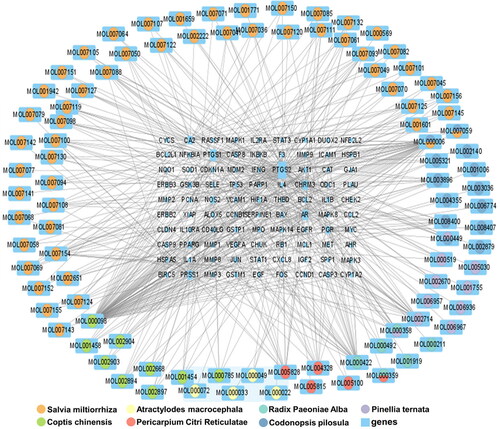 Figure 7. Interaction network of hub Chinese medicines targets and genes.