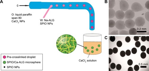 Figure 1 Schematic illustration of the preparation of the microspheres and their optical photographs.Notes: (A) Schematic illustration of SPIO/Ca-ALG microspheres prepared using a T-junction microfluidic device with Na-ALG aqueous solution containing various amount of SPIO NPs as a dispersed phase and liquid paraffin containing CaCl2 NPs and span 80 as a continuous phase. (B) The optical photographs of Ca-ALG microspheres without SPIO NPs. (C) The optical photographs of Ca-ALG microspheres encapsulated with 3 mg/mL SPIO NPs.Abbreviations: O, oil phase; W, aqueous phase; SPIO, superparamagnetic iron oxide; Ca-ALG, calcium alginate; Na-ALG, sodium alginate; NPs, nanoparticles.