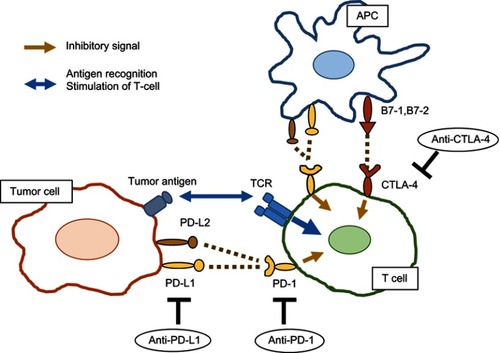 Figure 1 Mechanisms of action of ICIs.Abbreviations: APC, antigen-presenting cell; TCR, T cell receptor; PD-1, programmed cell death 1; PD-L, programmed death ligand; CTLA-4, cytotoxic T lymphocyte-associated protein 4.