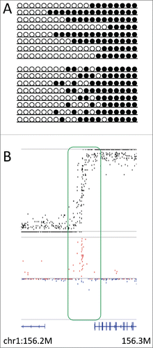 Figure 4. D in the transitional zone. (A) Two models explaining allelic heterogeneity in the transitional zone, i.e., boundary position is stochastic (upper panel) or methylation activity is stochastic (lower panel) at the transitional zone. (B) Plots showing the methylation level (upper panel, black) and D (lower panel, red for positive and blue for negative values) at the transitional zone (chr1:156,200,000–156,300,000), where methylation levels showed fluctuation around 0.5 and D showed conspicuous deviation to positive values. Bottom track shows the gene annotation.